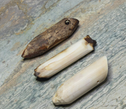 Fossil walrus teeth ready for free-hand faceting.