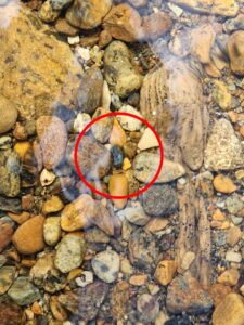 labradorite-in-riverbed