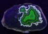 Montana’s Dryhead fluorescent agate shows a dramatic color shift when short-wave UV light excites the uranyl ions.