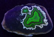 Fluorescent Agate: Why Some Agates Glow Under UV Light Montana’s Dryhead fluorescent agate shows a dramatic color shift when short-wave UV light excites the uranyl ions.