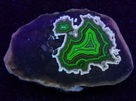 Fluorescent Agate: Why Some Agates Glow Under UV Light Montana’s Dryhead fluorescent agate shows a dramatic color shift when short-wave UV light excites the uranyl ions.
