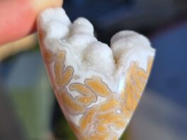 Youngite: How to Cut and Polish Cabbed youngite specimen with an exposed druzy top.